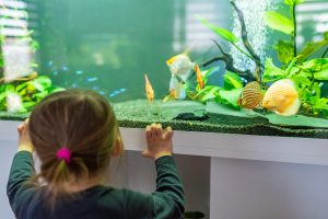 2 year old child indoors watching fish swiming in big fish tank, aquarium