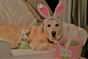 cute pet sitting on a chair wearing her Easter bunny ears