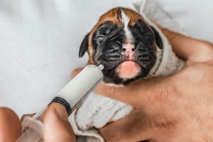 Newborn Small Puppy Care, First Aid Feeding