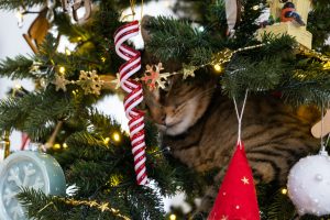 The cat is sitting on the Christmas tree. Hooliganism of a pet, sabotage